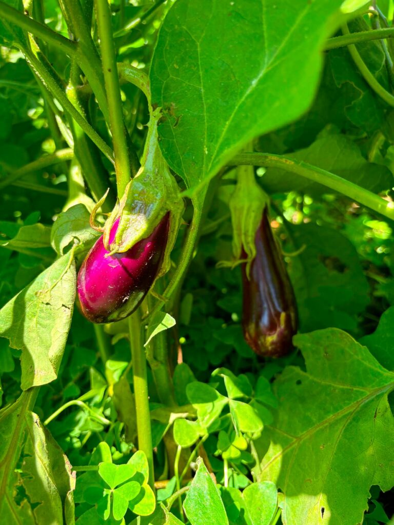 Aubergine du potager bio du mas de Daumet dans les cévennes