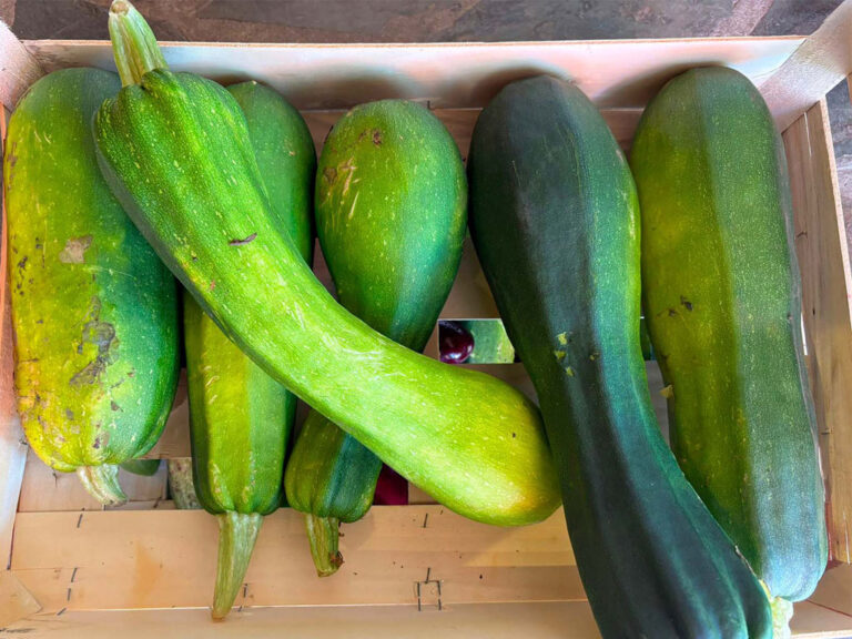 les bonnes courgettes du potager bio cuisinées au restaurant auberge du mas de Daumet dans les Cévennes