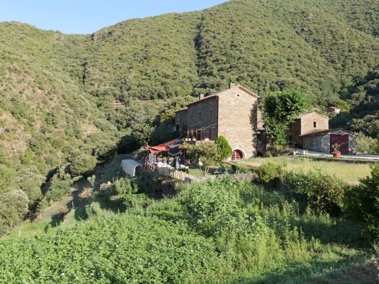 champs de patates cultivées et cuisinées à l'auberge du mas de Daumet dans les Cévennes
