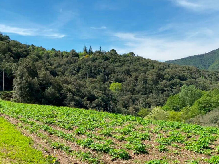 Culture bio de légumes de l'auberge du mas de Daumet dans les Cévennes