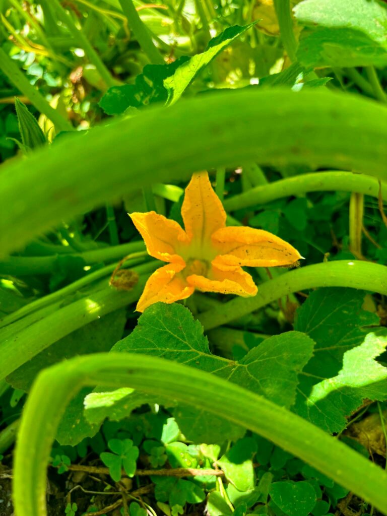 Fleur de courgette du potager bio du mas de Daumet dans les cévennes